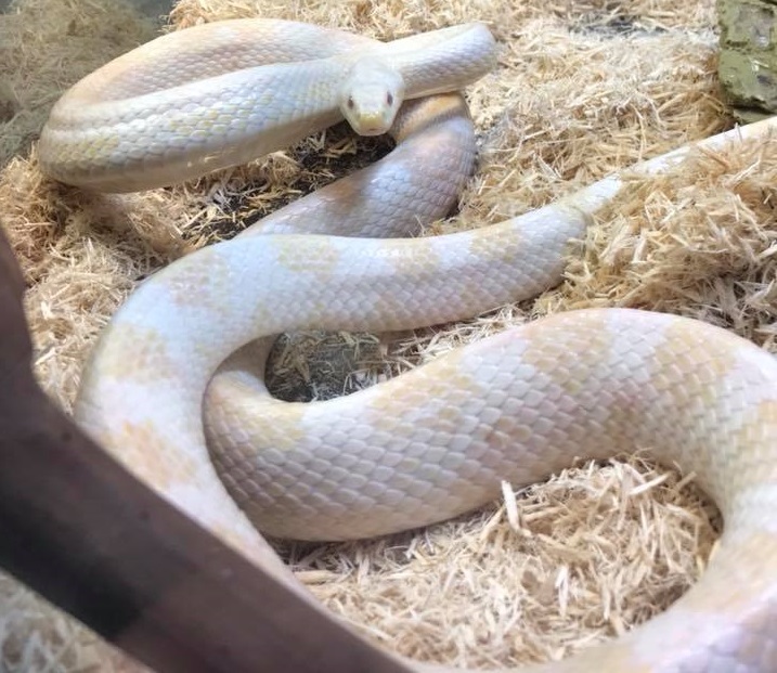 Albino Corn Snakes To Beginner Care Sheet Advice