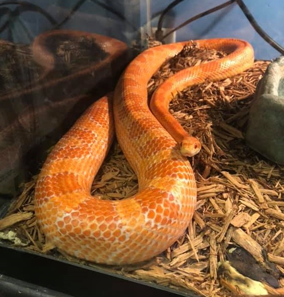 Albino Corn Snakes to beginner (Care Sheet & Advice)