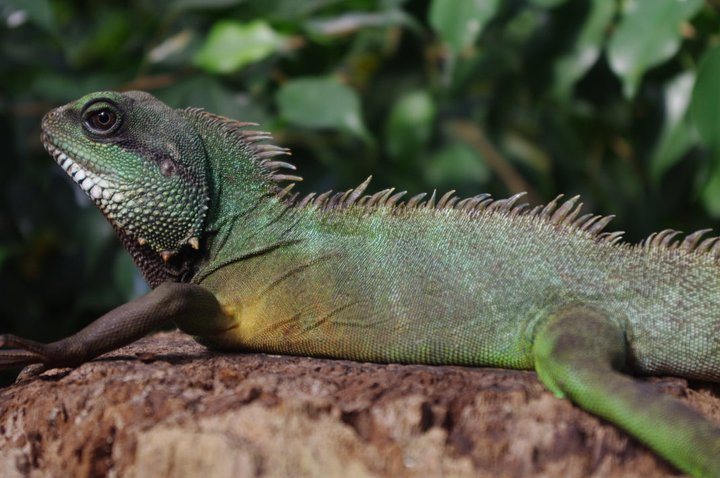 Chinese Water Dragon Care Guide: Habitat, Diet and Enclosure