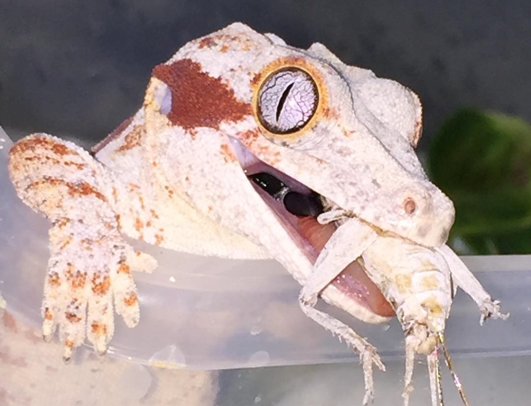 Gargoyle Gecko Care Guide Husbandry Food And Tank Setup meet-the-gargoyle-gecko