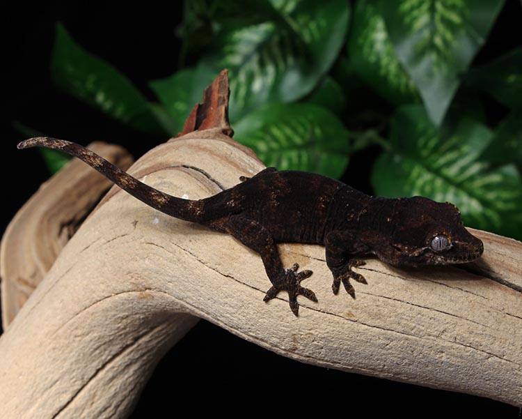 Gargoyle Gecko Care guide, Husbandry, Food and Tank Setup