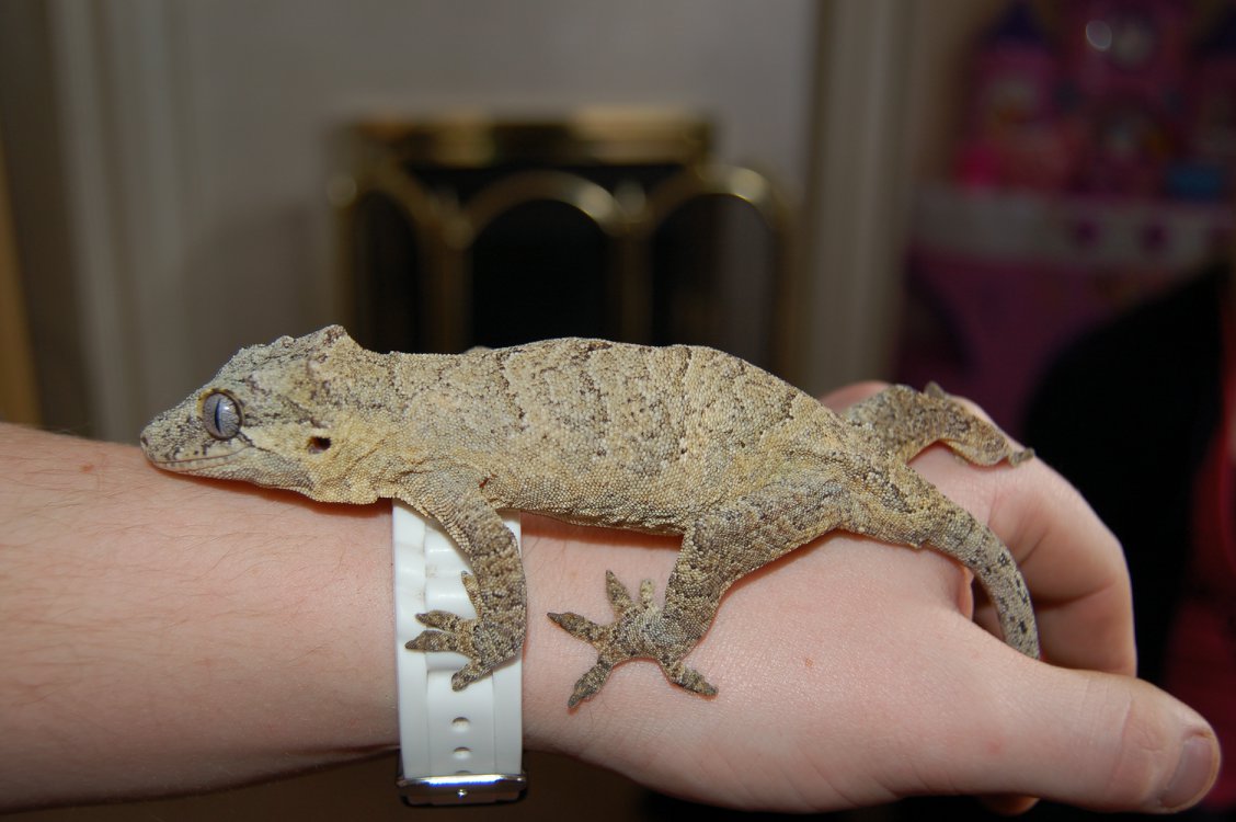 Gargoyle Gecko Care guide, Husbandry, Food and Tank Setup - The Reptile Bay