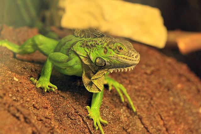 Green Iguana Care Guide: Diet, Cage, Size and Facts