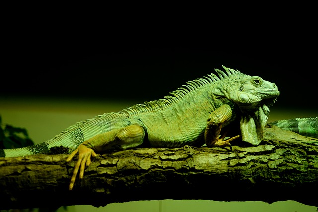 Green Iguana Care Guide: Diet, Cage, Size and Facts