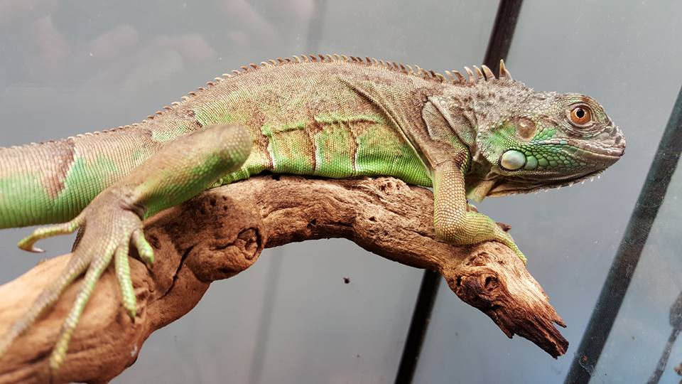 Green Iguana Care Guide: Diet, Cage, Size and Facts