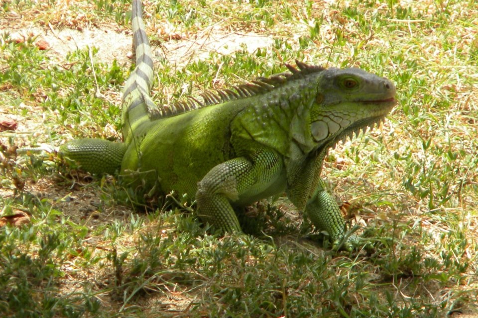 Green Iguana Care Guide: Diet, Cage, Size and Facts