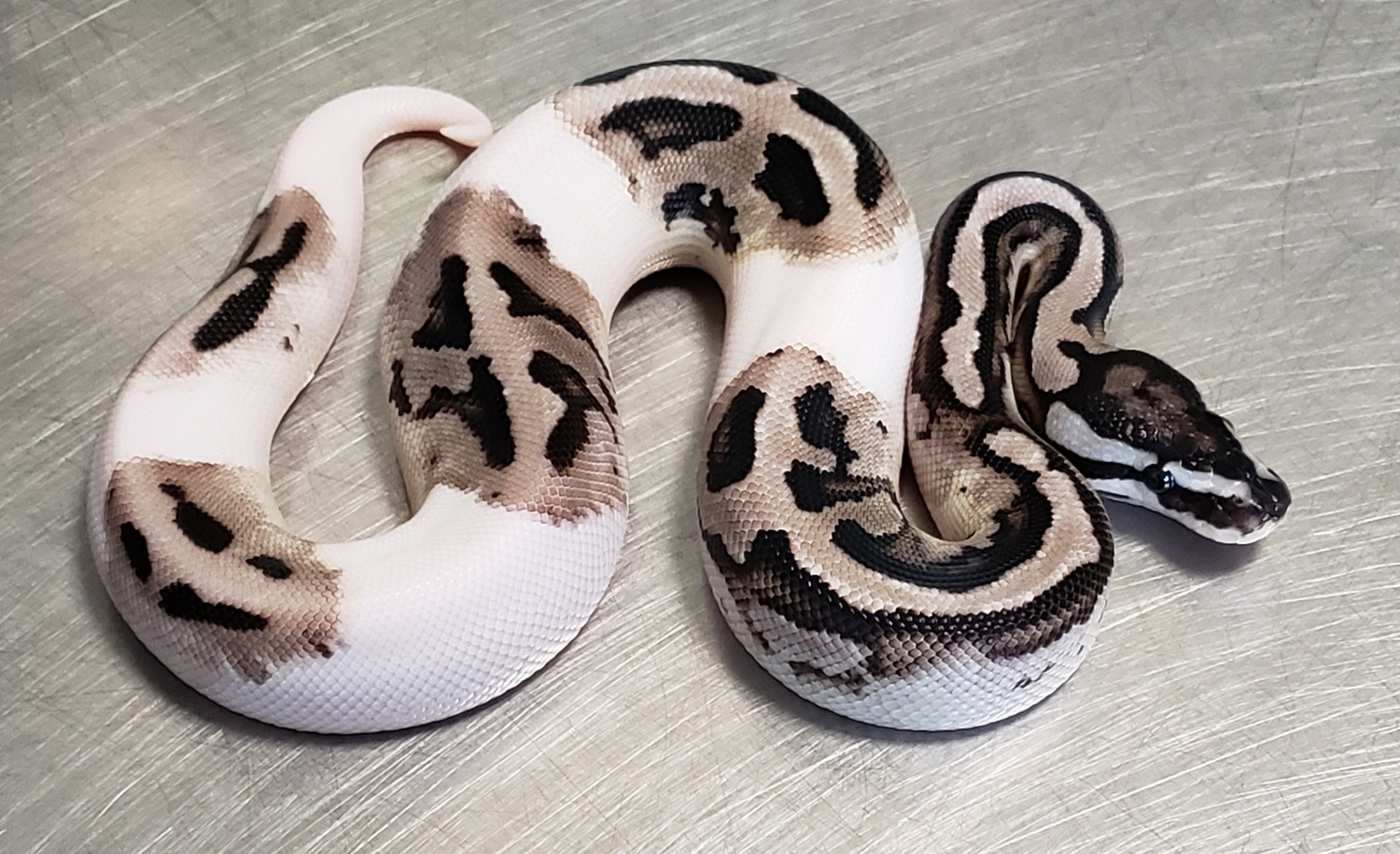 Pied Ball Python Care Sheet All You Need To Know