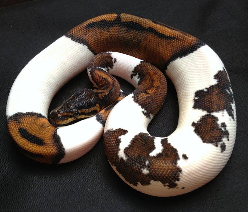 Pied Ball Python Care Sheet All You Need To Know - The Reptile Bay