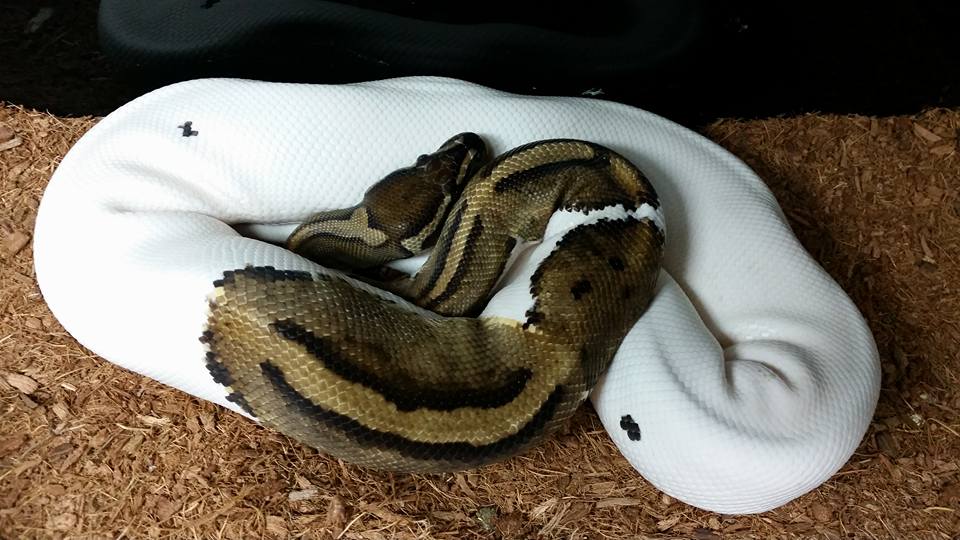 Pied Ball Python Care Sheet All You Need To Know - The Reptile Bay