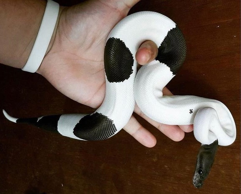 Pied Ball Python Care Sheet All You Need To Know - The Reptile Bay