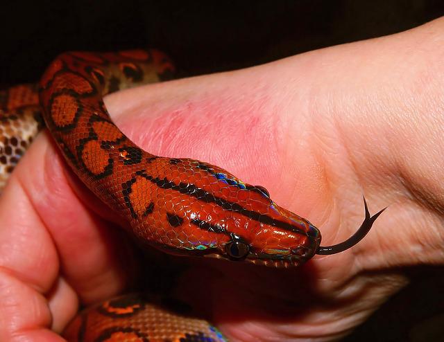 Rainbow Boa Care Sheet For Beginners Brazilian Snake Guide