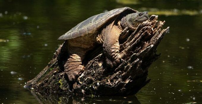 Snapping Turtle Breed Information and Care Sheet