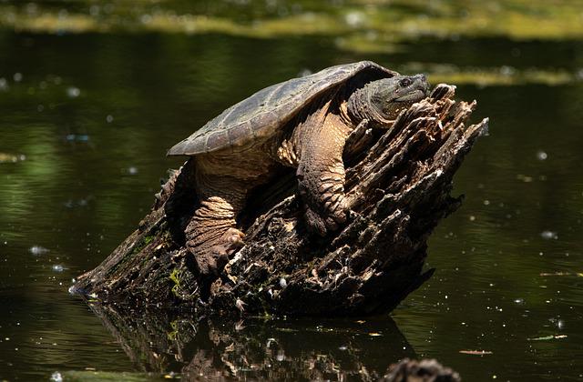 Snapping Turtle Breed Information and Care Sheet