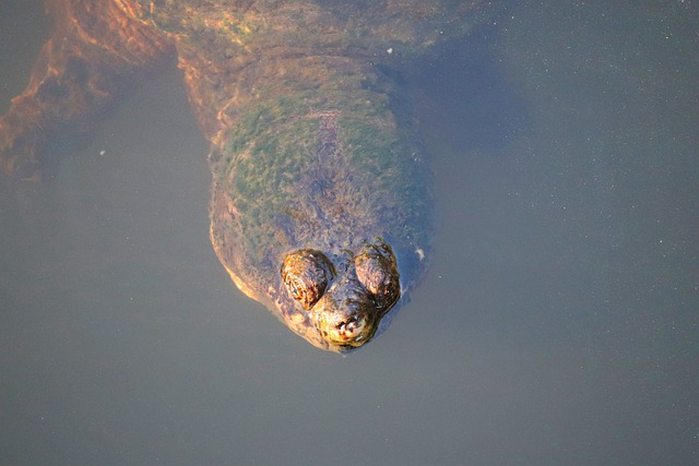 Snapping Turtle Breed Information And Care Sheet 