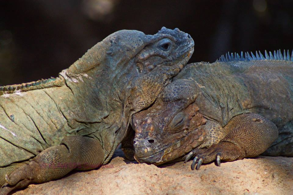 Rhinoceros Iguana: Ultimate Care Guide