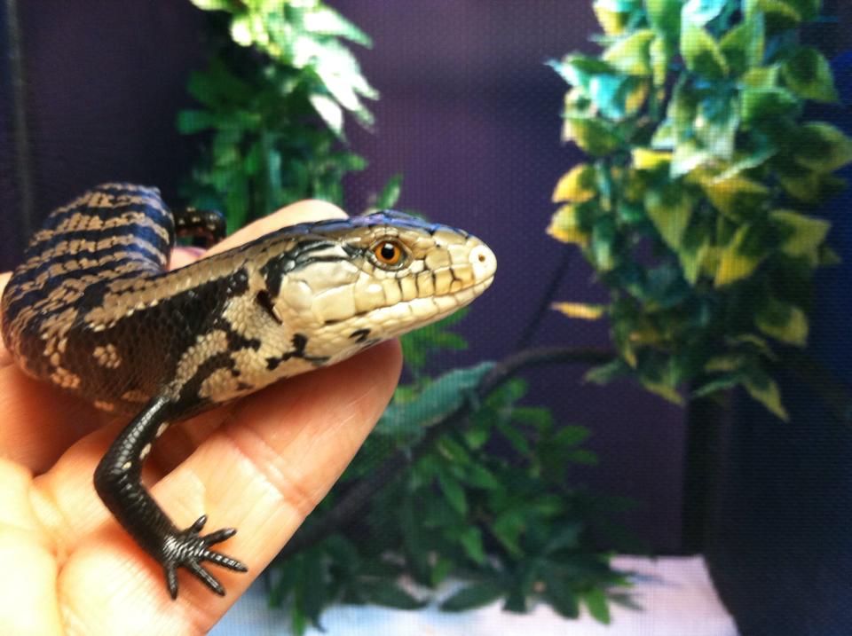 blue-tongued-skink-care-sheet-for-first-time-owners