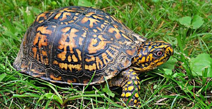 Care Guide for Box Turtles (Feeding Habitat, Handling, & Hibernation)