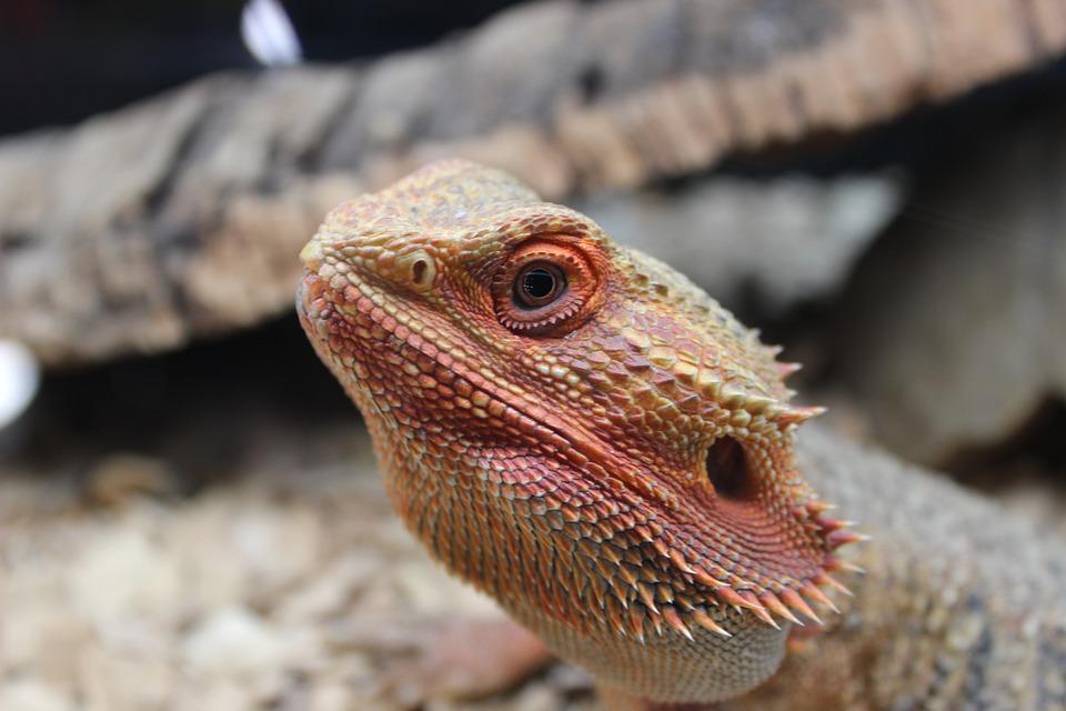 What Does A Bearded Dragon Cost? Species Price Guide