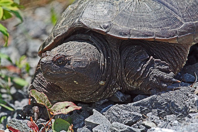 Snapping Turtle Breed Information and Care Sheet