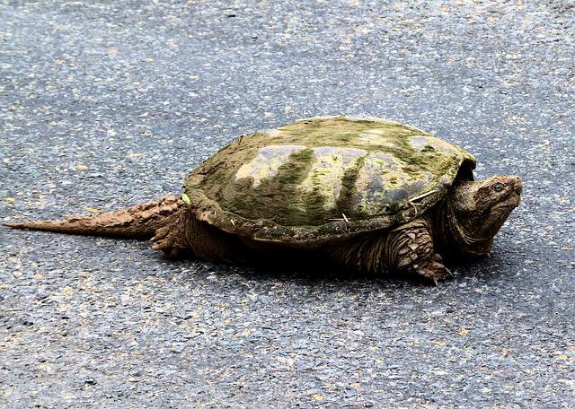 Snapping Turtle Breed Information and Care Sheet