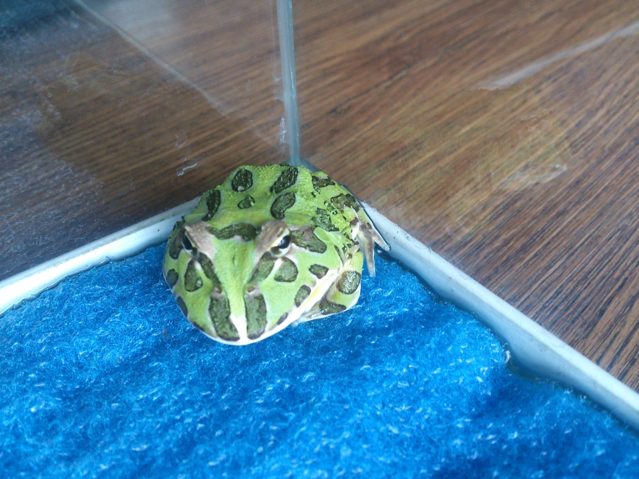 Pacman Frog Health Sheet All You Have to Know