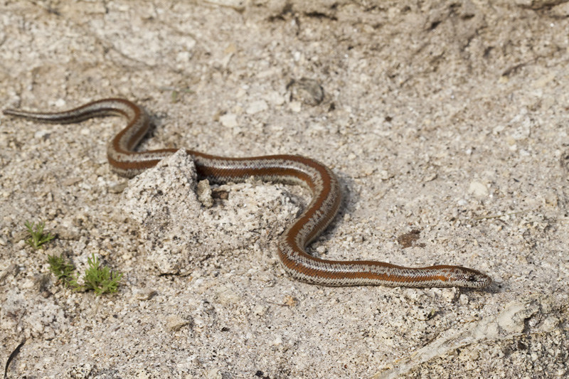 Rosy Boa Care Sheet and detail Guide