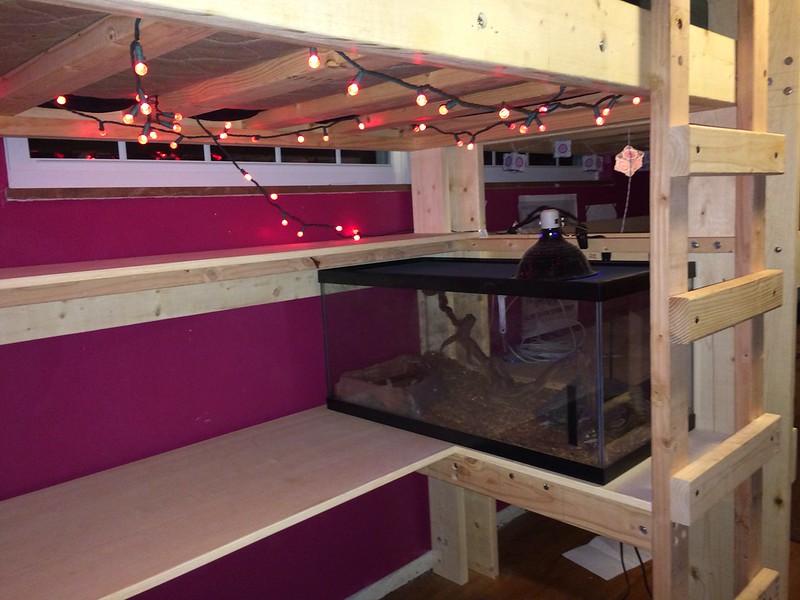 Rosy Boa Care Sheet and detail Guide