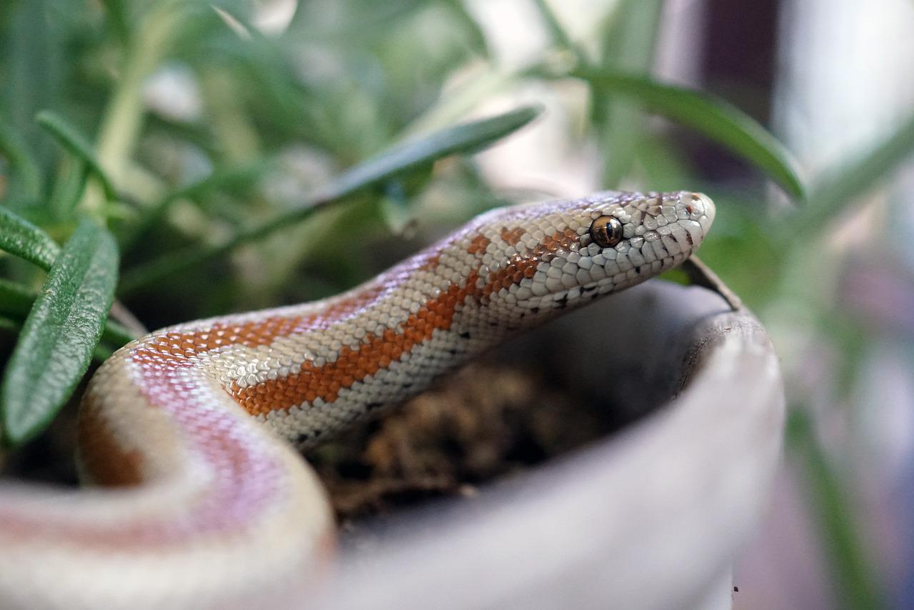 Rosy Boa Care Sheet and detail Guide