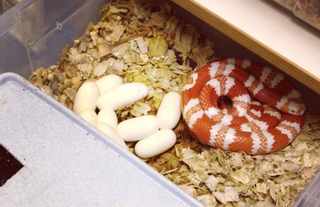 Snakes lay eggs? 3 ways snakes give birth