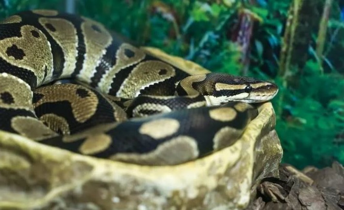 Ball Python Humidity and Temperature: Complete Guide - The Reptile Bay
