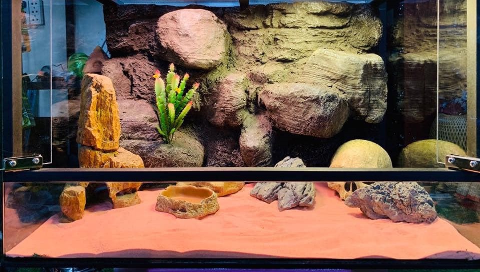 7 best Bearded Dragon Substrates