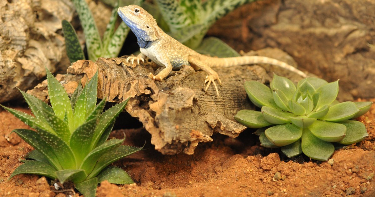 7 best Bearded Dragon Substrates