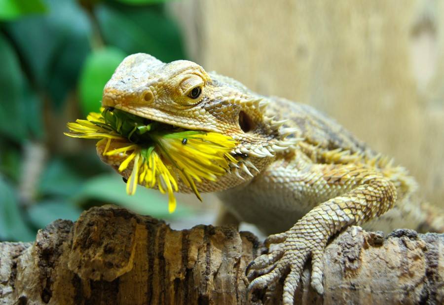 What Do Bearded Dragons Eat? Best Food List & Feeding Guide