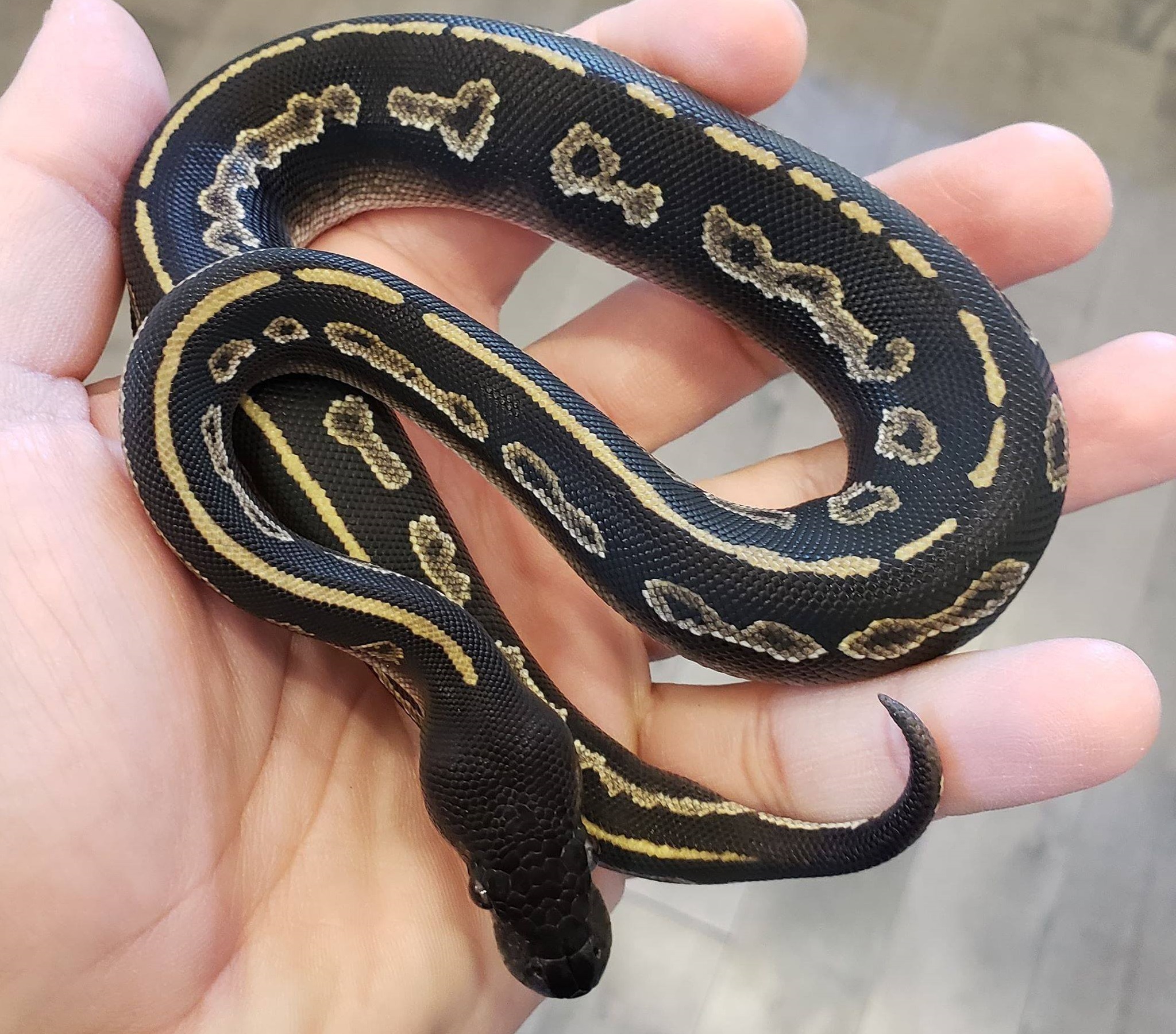 Ball Python Care for Beginners: Handling, Diet and Terrarium Setup ...