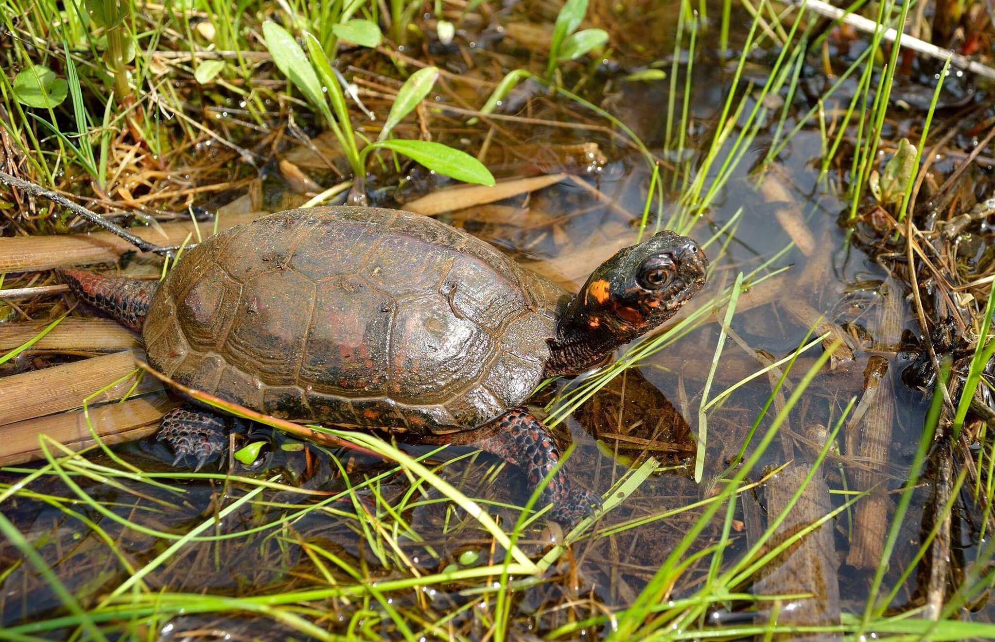 Turtle Breeds: 33 pet turtles for beginners