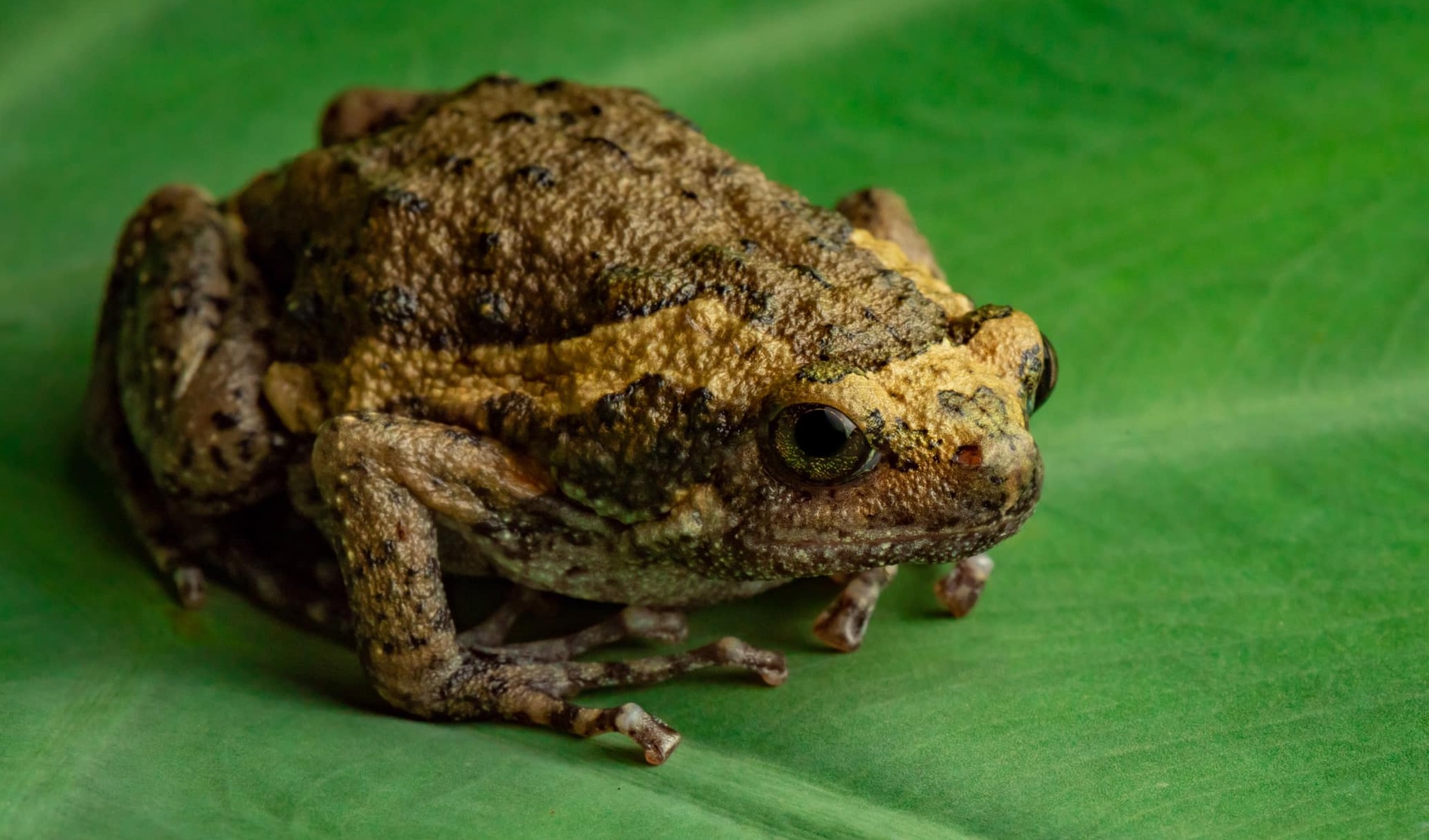 17 Popular Frog Pets for Beginners