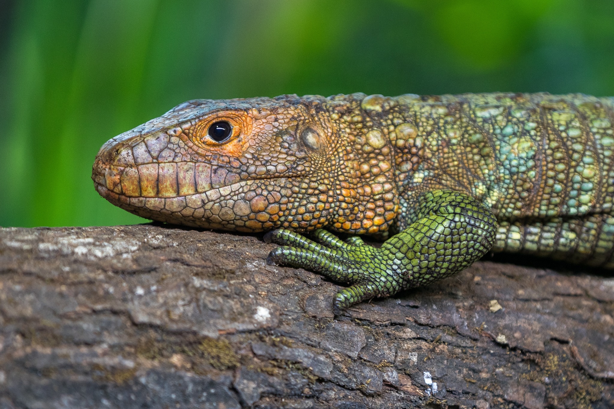 20 Best Pet Lizards For Beginner