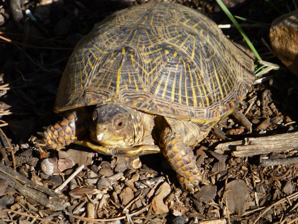 Turtle Breeds: 33 pet turtles for beginners