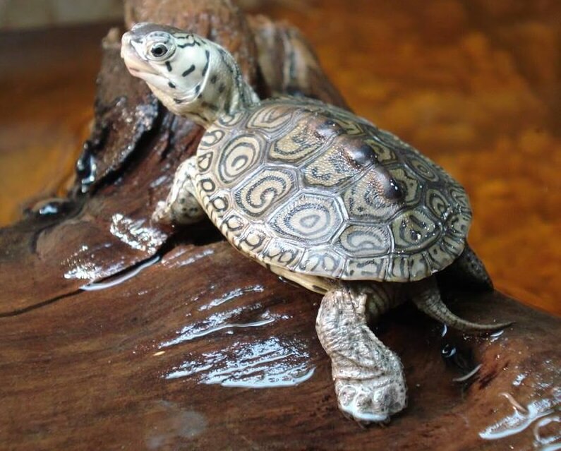 350+ Top Pet Turtle Names For Your Choice