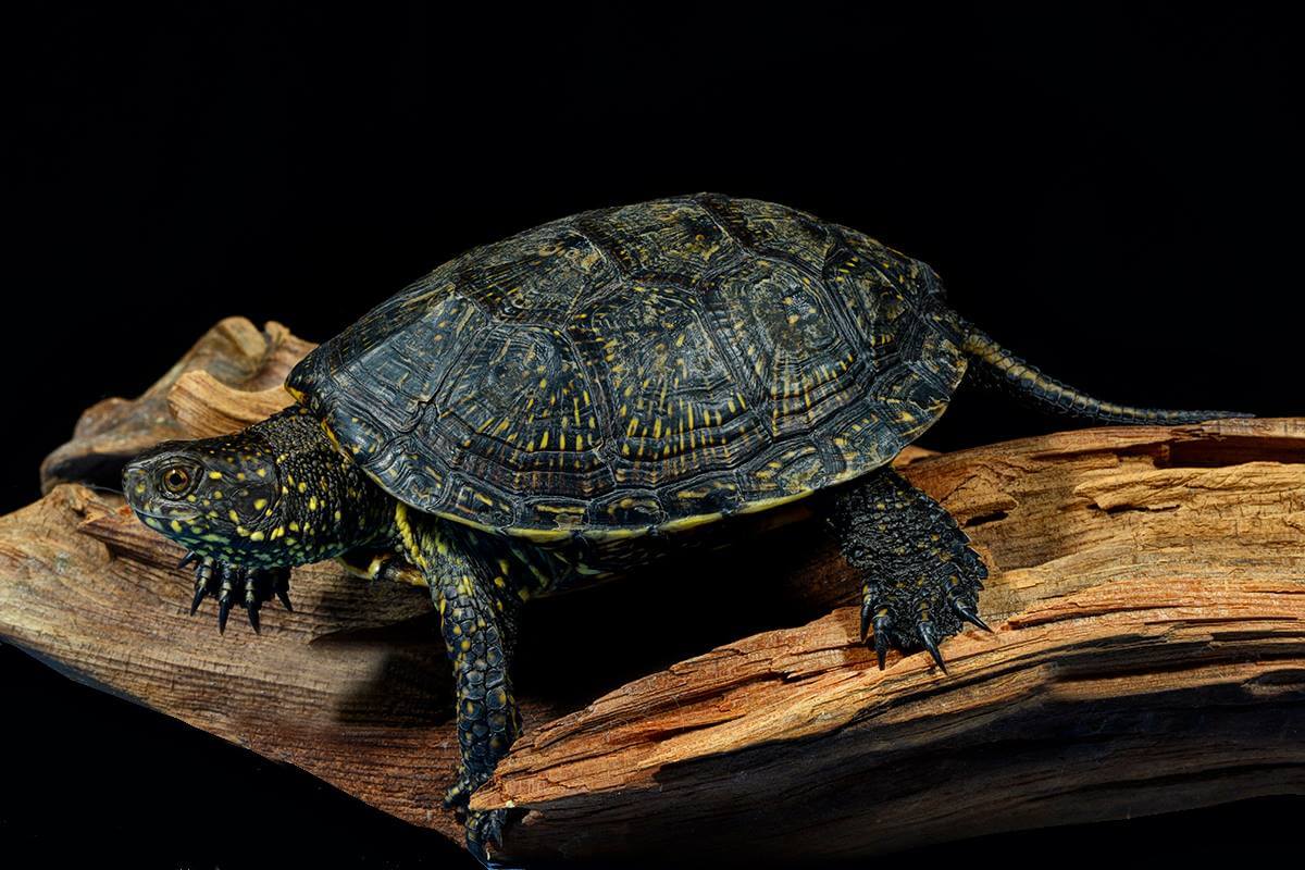 Turtle Breeds: 33 Pet Turtles For Beginners