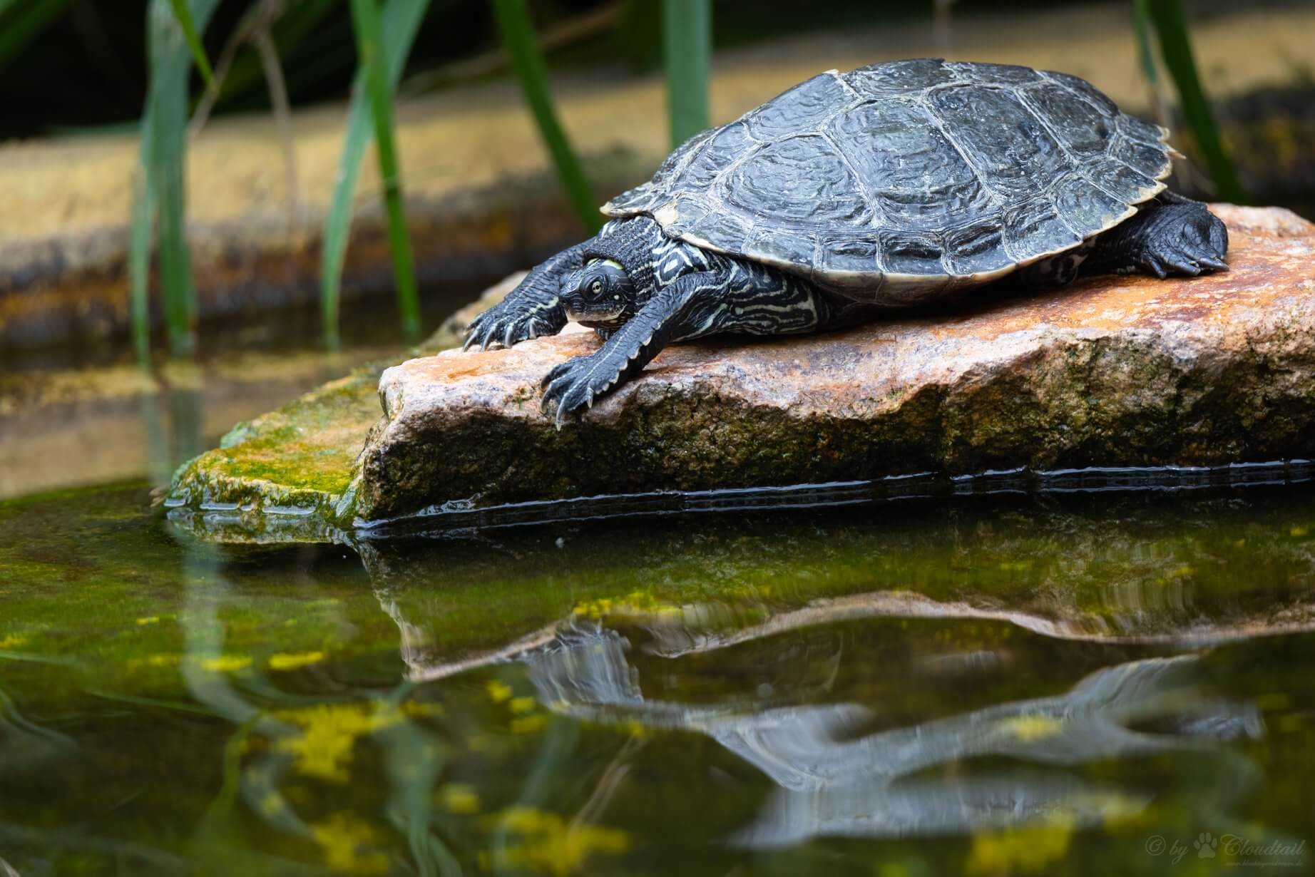 Turtle Breeds: 33 pet turtles for beginners