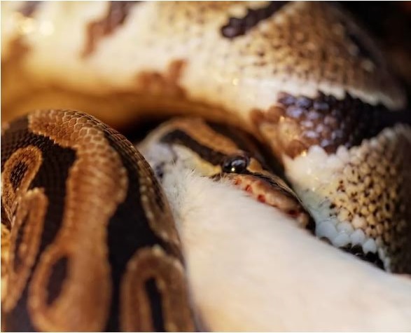 Ball Python Feeding Chart, Tips, Schedule N Diet