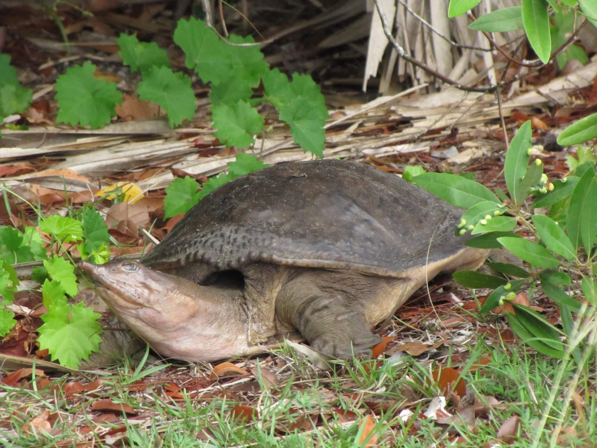 Turtle Breeds: 33 pet turtles for beginners