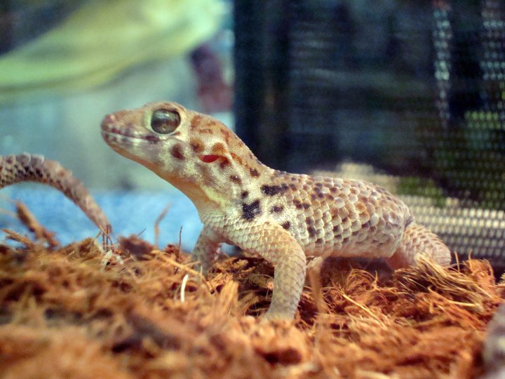 The Types of Geckos: 15 of the Best pet Gecko species