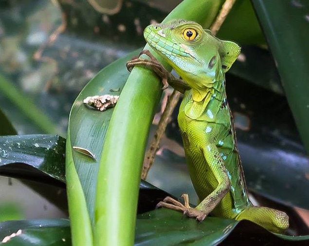 20 Best Pet Lizards For Beginner