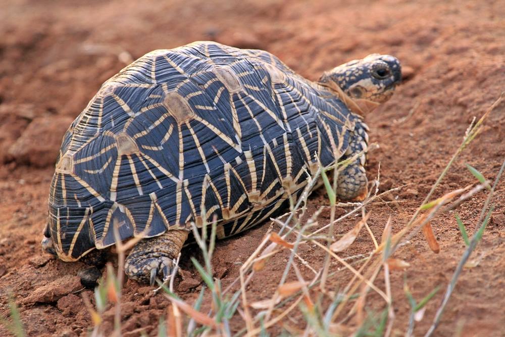 Indian Star Tortoise Care Guide: The Species Profile