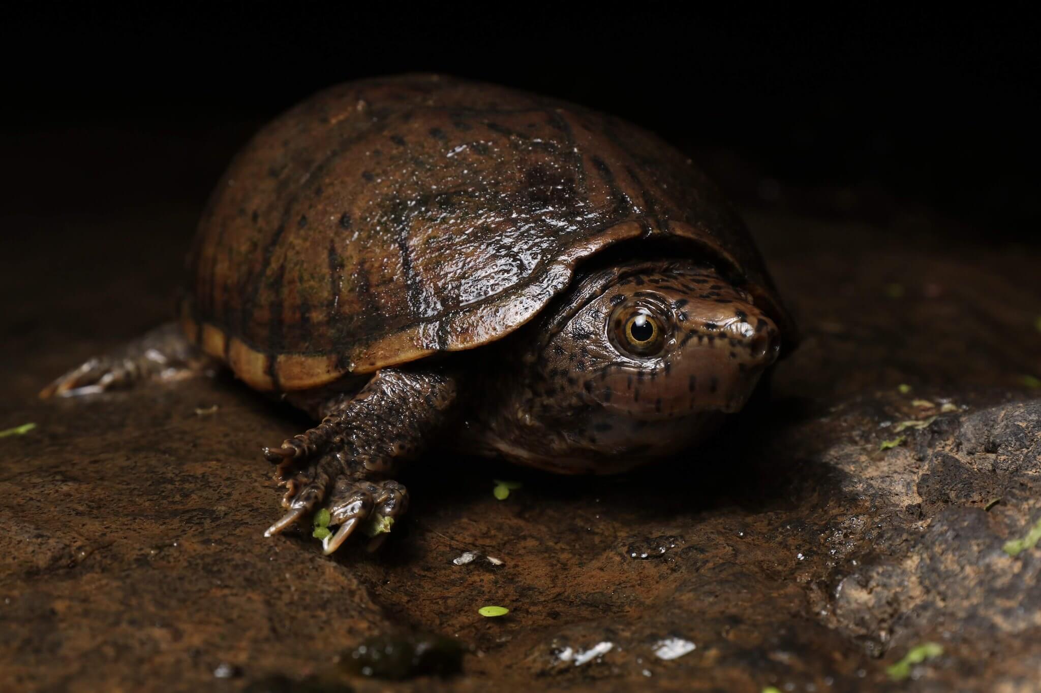 Turtle Breeds: 33 pet turtles for beginners