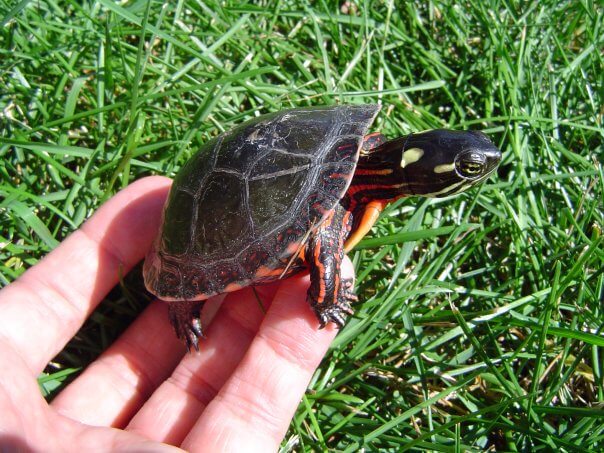 Turtle Breeds: 33 pet turtles for beginners