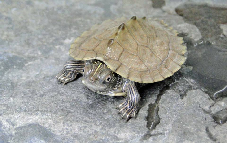 Turtle Breeds: 33 pet turtles for beginners