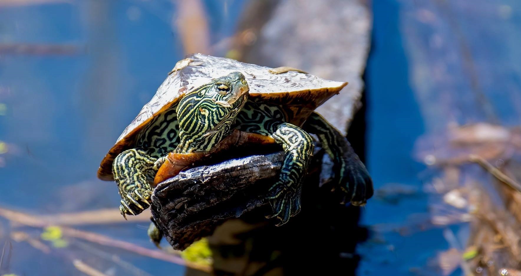 Turtle Breeds: 33 pet turtles for beginners